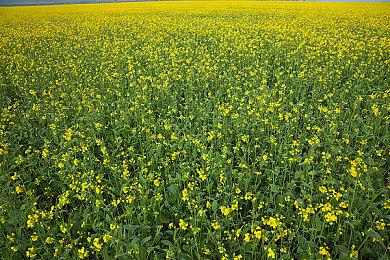 治愈系动物沙盒RPG《荆棘谷​》公布玩法视频